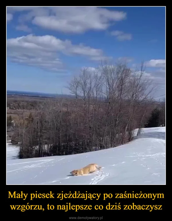 Mały piesek zjeżdżający po zaśnieżonym wzgórzu, to najlepsze co dziś zobaczysz