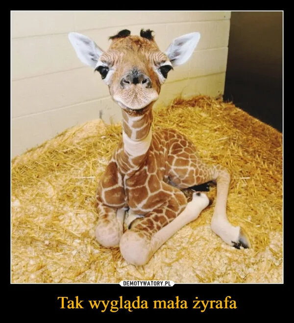
    Tak wygląda mała żyrafa