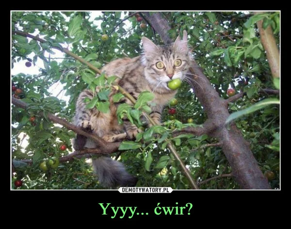 Yyyy... ćwir?