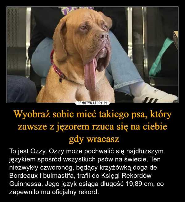 
    Wyobraź sobie mieć takiego psa, który zawsze z jęzorem rzuca się na ciebie gdy wracasz