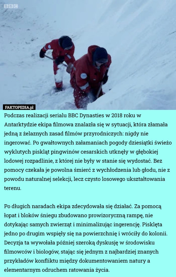 
    Podczas realizacji serialu BBC Dynasties w 2018 roku w Antarktydzie ekipa