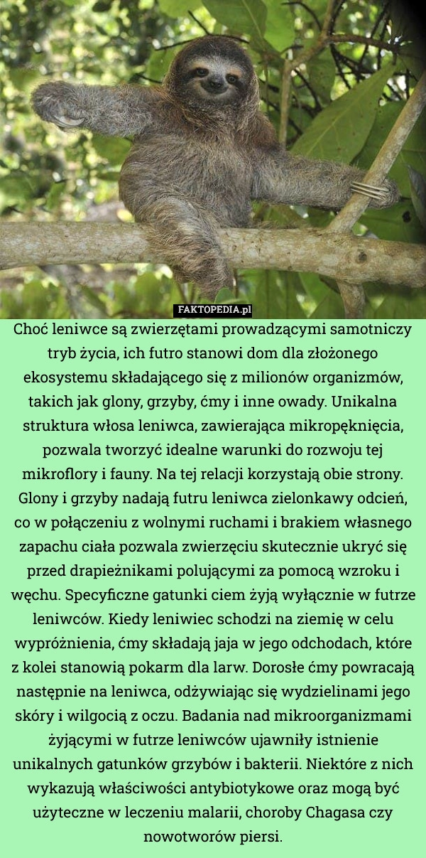
    Choć leniwce są zwierzętami prowadzącymi samotniczy tryb życia, ich futro