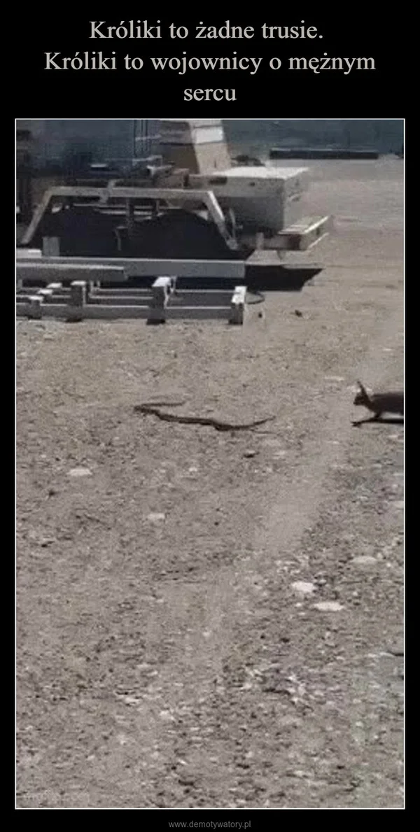 
    Króliki to żadne trusie. Króliki to wojownicy o mężnym sercu