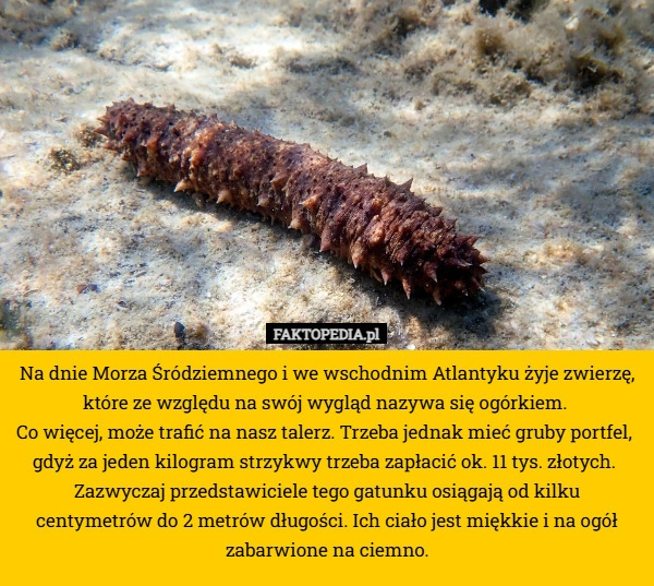 
    Na dnie Morza Śródziemnego i we wschodnim Atlantyku żyje zwierzę, które