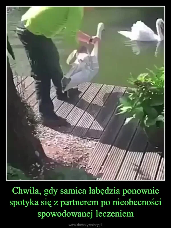 Chwila, gdy samica łabędzia ponownie spotyka się z partnerem po nieobecności spowodowanej leczeniem