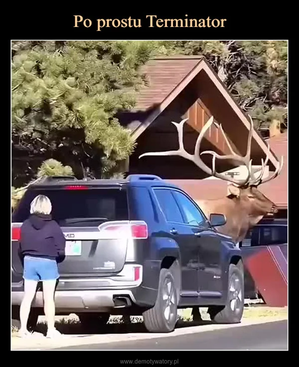 Po prostu Terminator