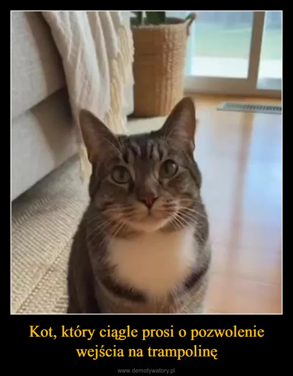 Kot, który ciągle prosi o pozwolenie wejścia na trampolinę