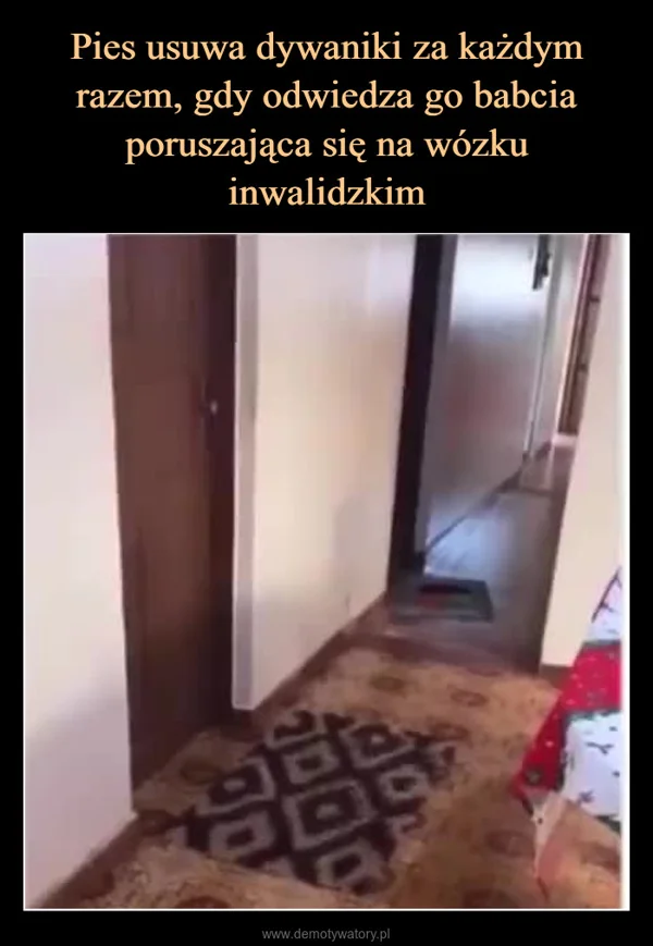 Pies usuwa dywaniki za każdym razem, gdy odwiedza go babcia poruszająca się na wózku inwalidzkim