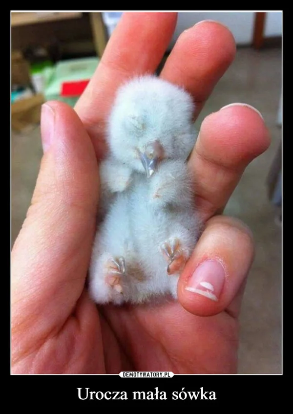 
    Urocza mała sówka