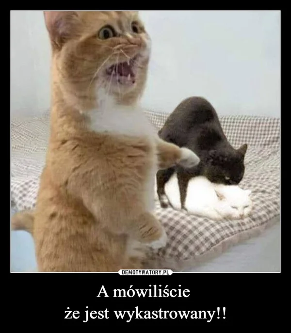 
    A mówiliście że jest wykastrowany!!