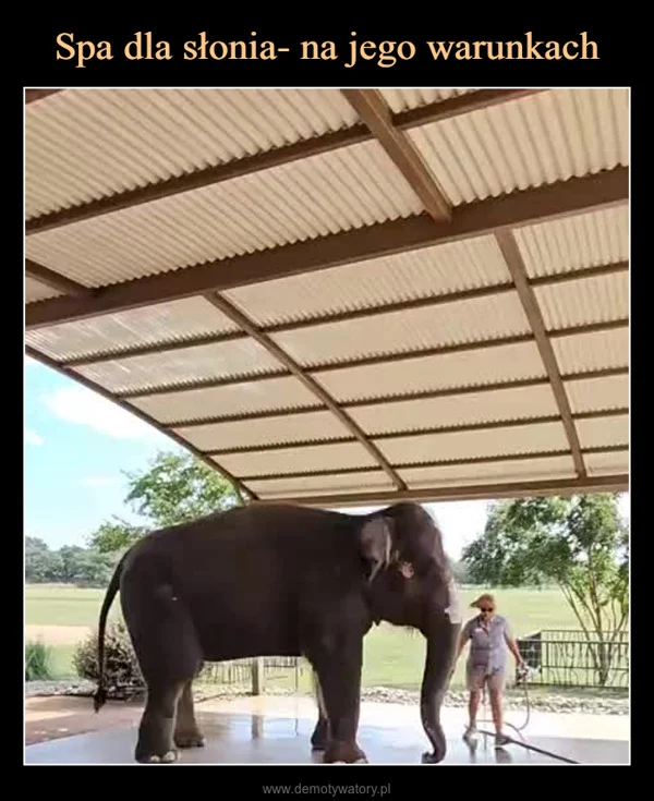 
    Spa dla słonia- na jego warunkach