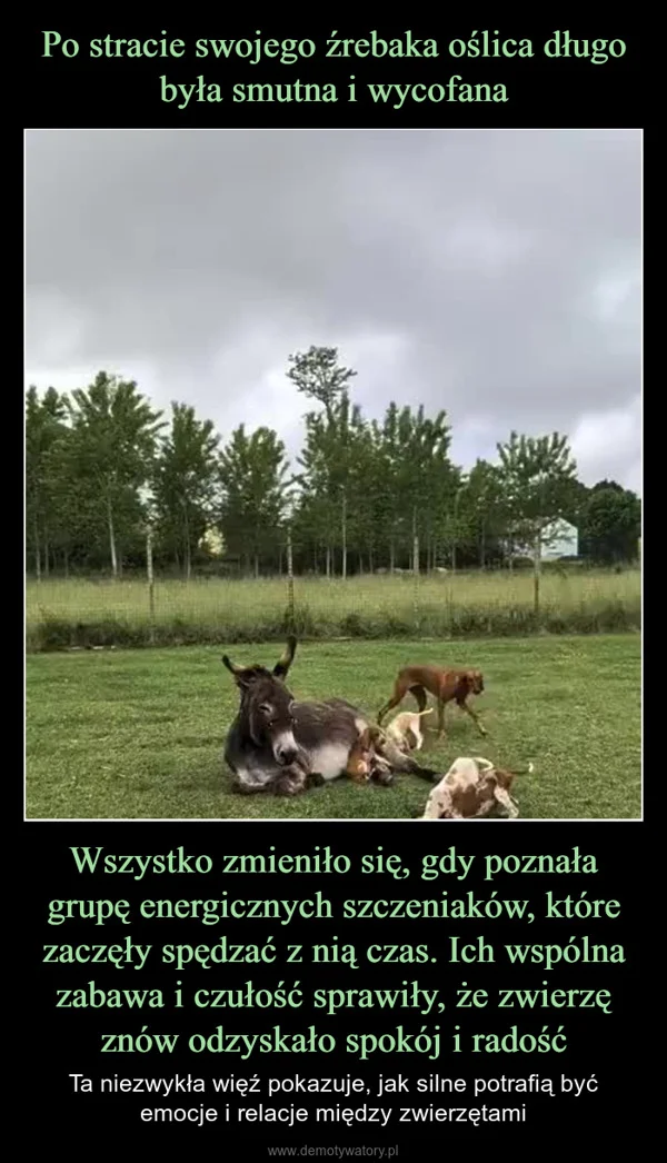 
    Po stracie swojego źrebaka oślica długo była smutna i wycofana Wszystko zmieniło się, gdy poznała grupę energicznych szczeniaków, które zaczęły spędzać z nią czas. Ich wspólna zabawa i czułość sprawiły, że zwierzę znów odzyskało spokój i radość