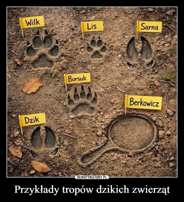 
    Przykłady tropów dzikich zwierząt