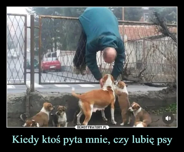 
    Kiedy ktoś pyta mnie, czy lubię psy
