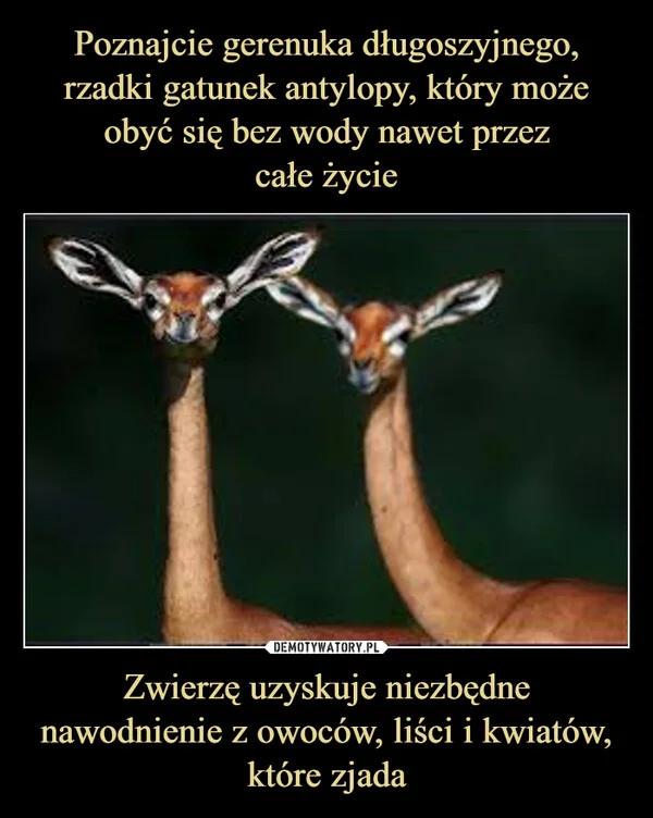 
    Poznajcie gerenuka długoszyjnego, rzadki gatunek antylopy, który może obyć się bez wody nawet przez całe życie Zwierzę uzyskuje niezbędne nawodnienie z owoców, liści i kwiatów, które zjada