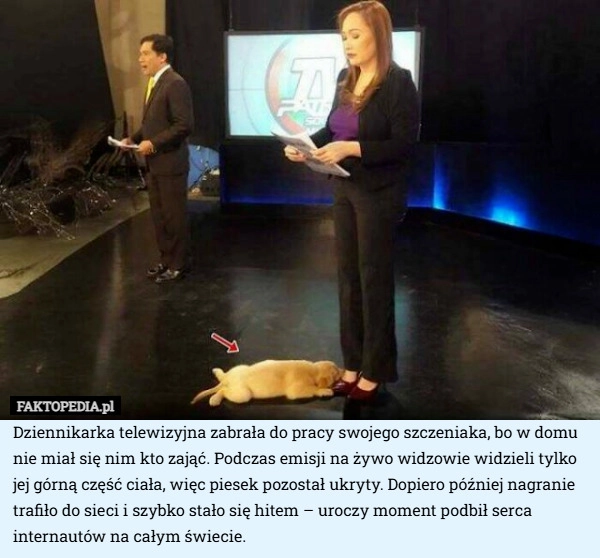 
    Dziennikarka telewizyjna zabrała do pracy swojego szczeniaka, bo w domu