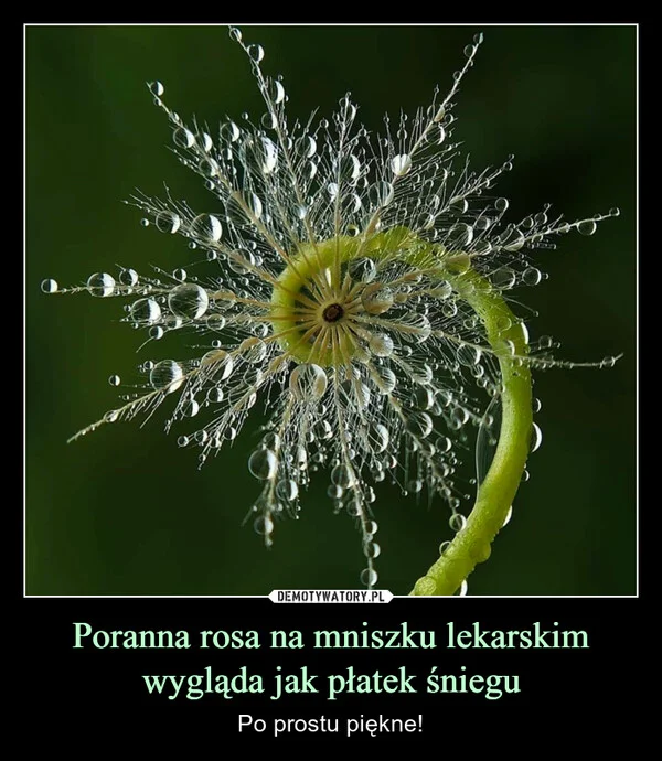 Poranna rosa na mniszku lekarskim wygląda jak płatek śniegu