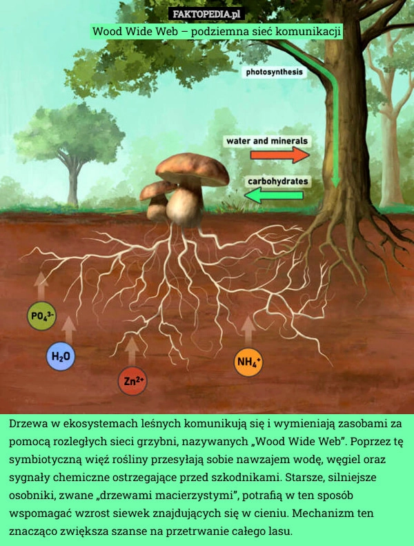 Drzewa w ekosystemach leśnych komunikują się i wymieniają zasobami za pomocą