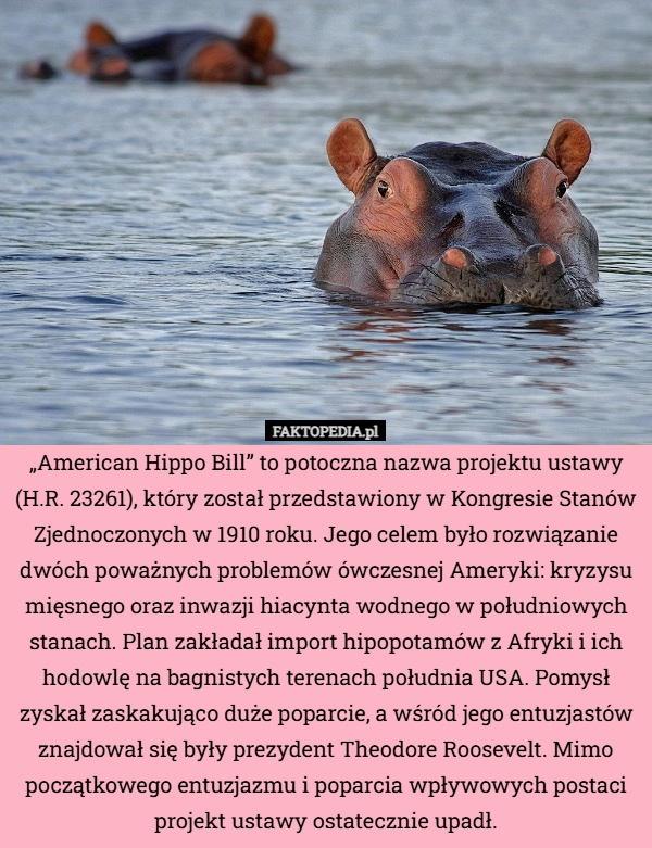 
    „American Hippo Bill” to potoczna nazwa projektu ustawy (H.R. 23261), który