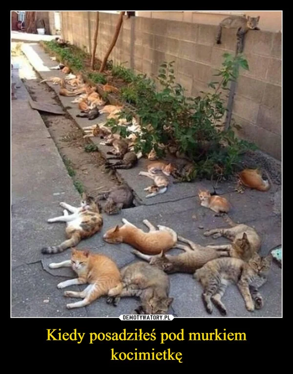 
    Kiedy posadziłeś pod murkiem kocimietkę