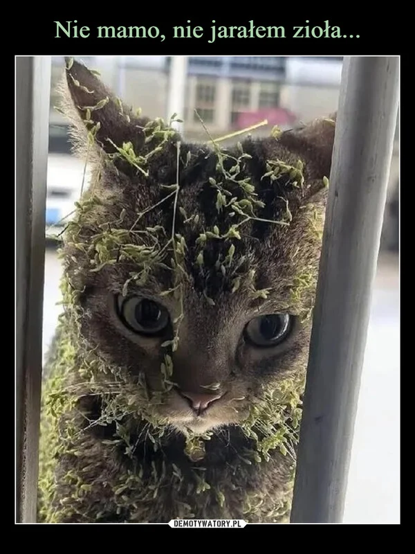 
    Nie mamo, nie jarałem zioła...