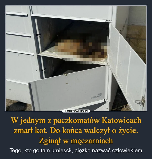 
    W jednym z paczkomatów Katowicach zmarł kot. Do końca walczył o życie. Zginął w męczarniach
