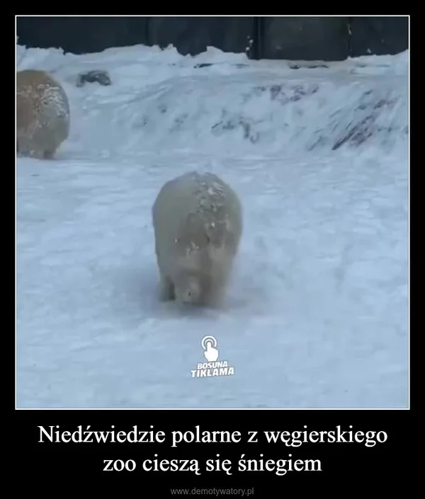 
    Niedźwiedzie polarne z węgierskiego zoo cieszą się śniegiem