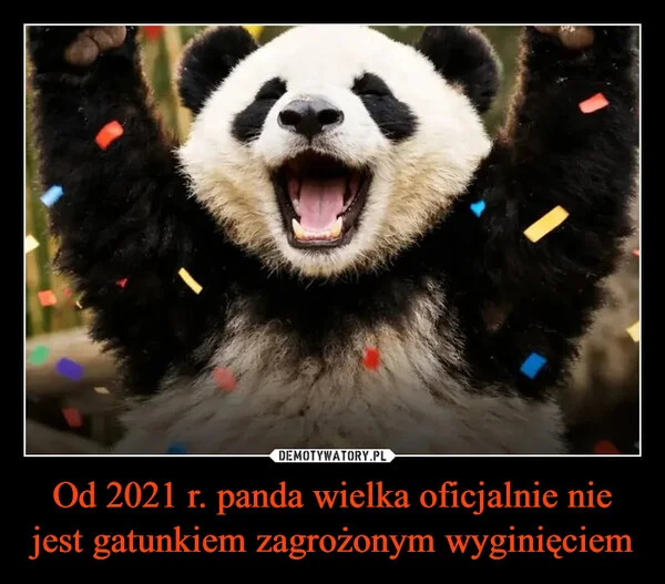 
    Od 2021 r. panda wielka oficjalnie nie jest gatunkiem zagrożonym wyginięciem