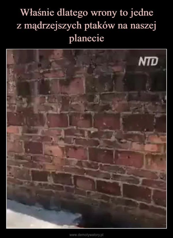 
    Właśnie dlatego wrony to jedne z mądrzejszych ptaków na naszej planecie