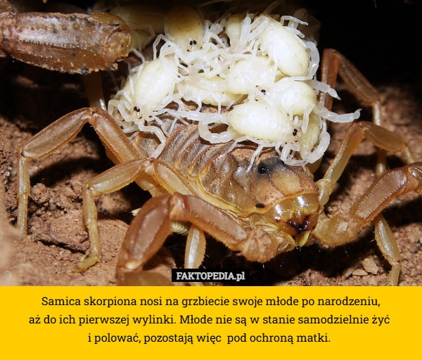 
    Samica skorpiona nosi na grzbiecie swoje młode po narodzeniu,
 aż do ich