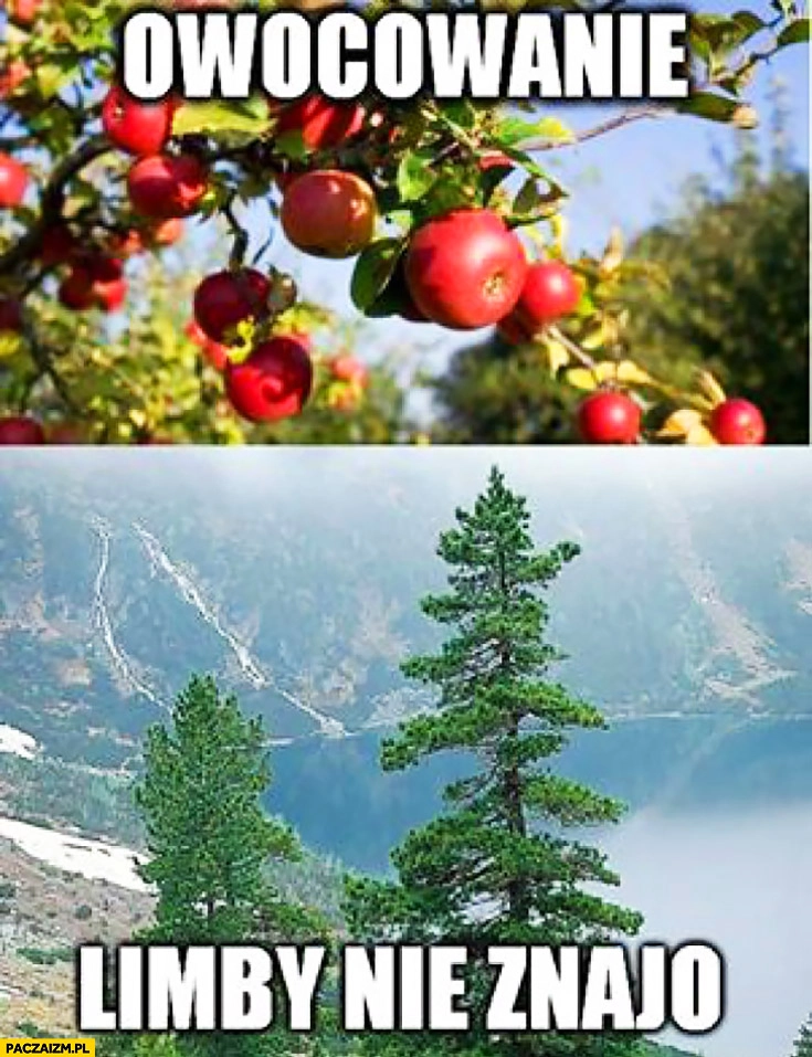 
    Owocowanie limby nie znają