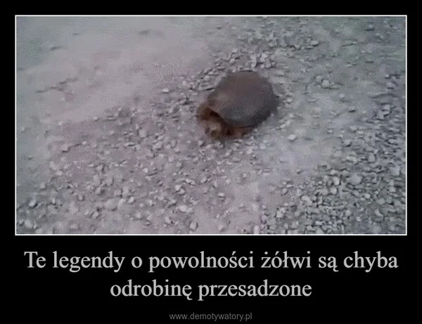 
    Te legendy o powolności żółwi są chyba odrobinę przesadzone