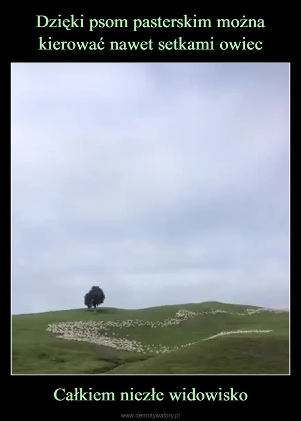 
    Dzięki psom pasterskim można kierować nawet setkami owiec Całkiem niezłe widowisko