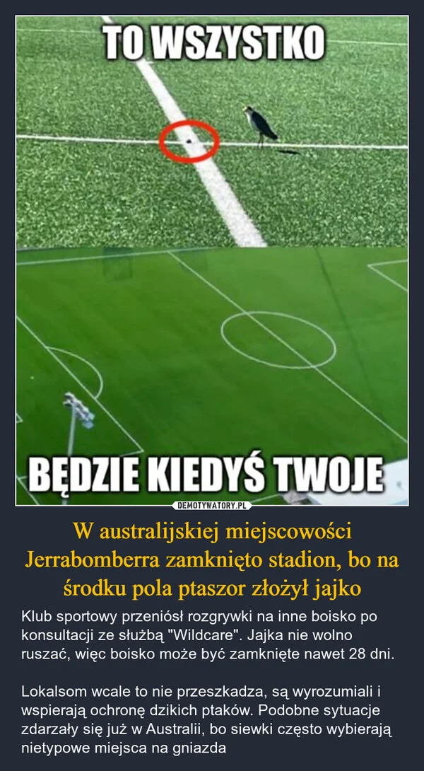 
    W australijskiej miejscowości Jerrabomberra zamknięto stadion, bo na środku pola ptaszor złożył jajko