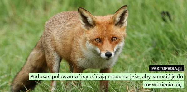 
    Podczas polowania lisy oddają mocz na jeże, aby zmusić je do rozwinięcia