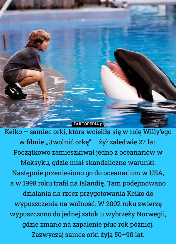 Keiko – samiec orki, która wcieliła się w rolę Willy’ego w filmie „Uwolnić