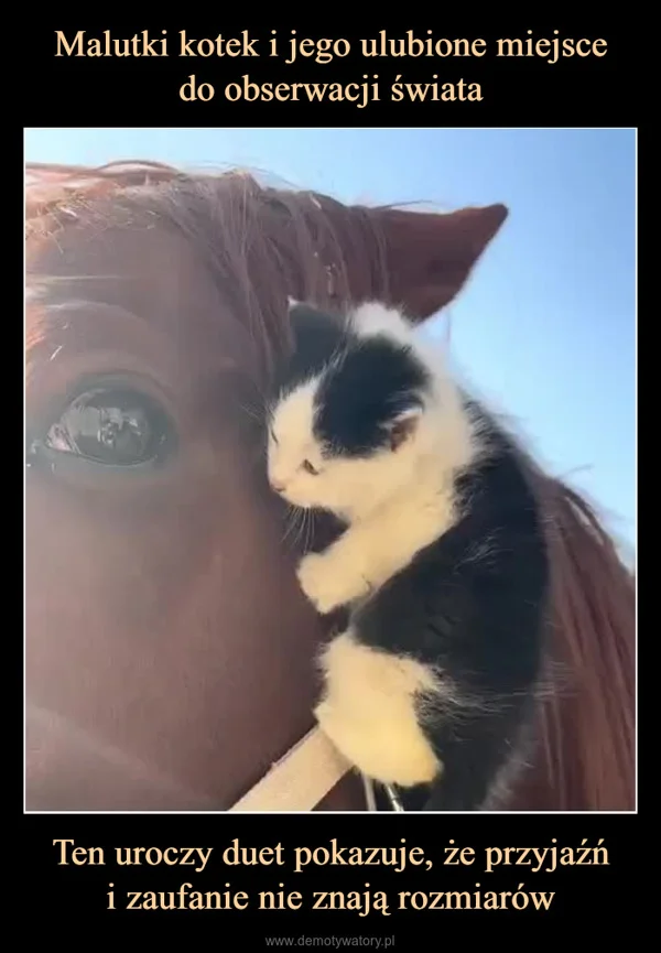 Malutki kotek i jego ulubione miejsce do obserwacji świata Ten uroczy duet pokazuje, że przyjaźń i zaufanie nie znają rozmiarów