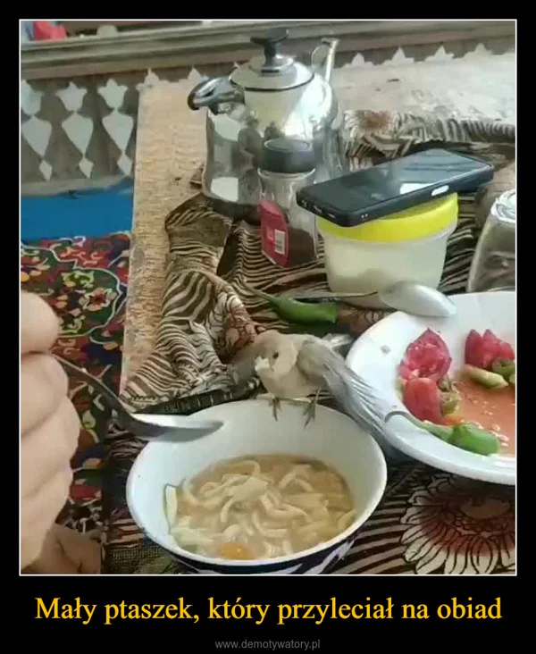 
    Mały ptaszek, który przyleciał na obiad
