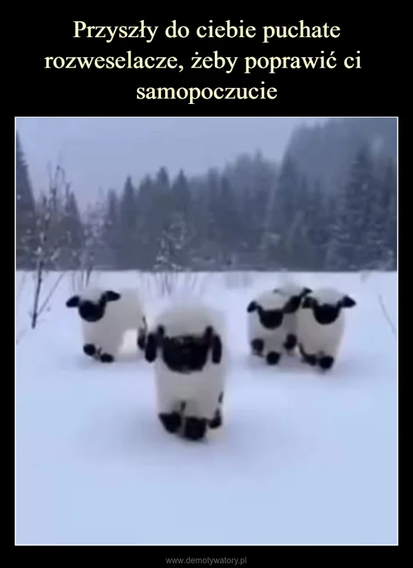 Przyszły do ciebie puchate rozweselacze, żeby poprawić ci samopoczucie