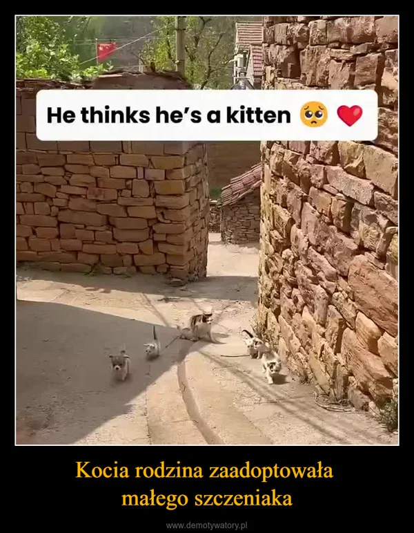 Kocia rodzina zaadoptowała małego szczeniaka