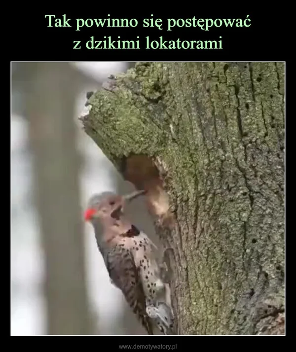 
    Tak powinno się postępować z dzikimi lokatorami