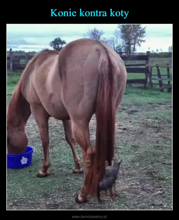 
    Konie kontra koty