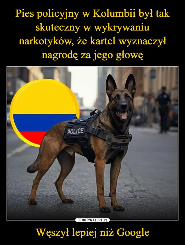 
    Pies policyjny w Kolumbii był tak skuteczny w wykrywaniu narkotyków, że kartel wyznaczył nagrodę za jego głowę Węszył lepiej niż Google