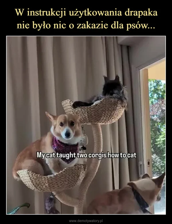 
    W instrukcji użytkowania drapaka nie było nic o zakazie dla psów...