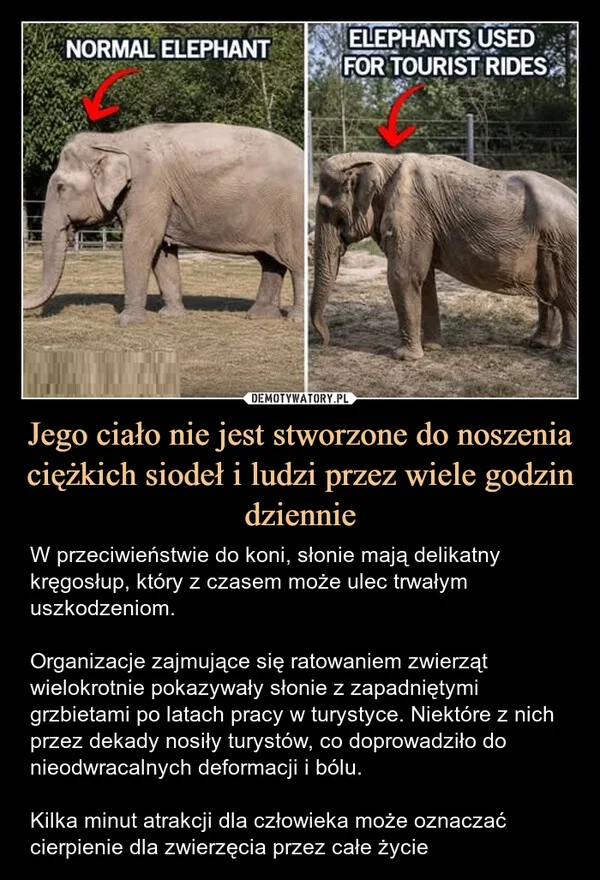 
    Jego ciało nie jest stworzone do noszenia ciężkich siodeł i ludzi przez wiele godzin dziennie