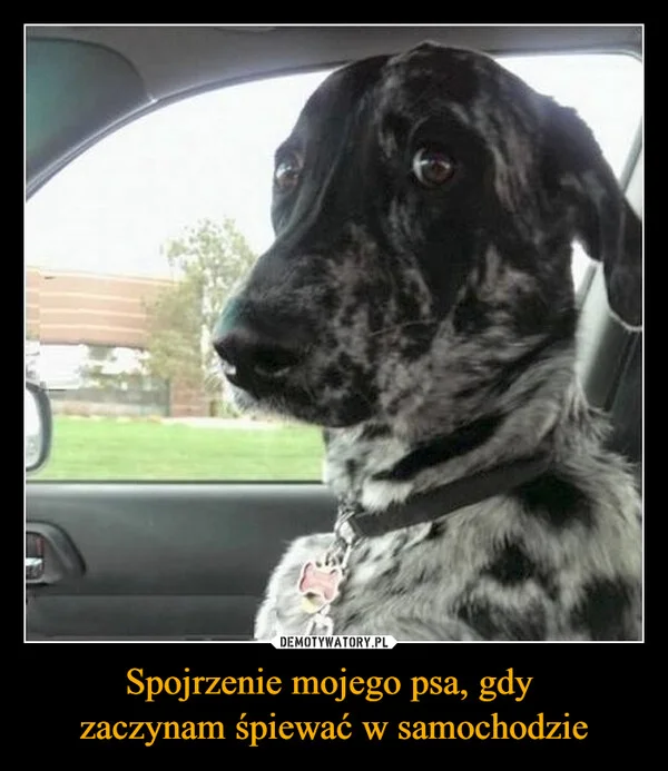 
    Spojrzenie mojego psa, gdy zaczynam śpiewać w samochodzie