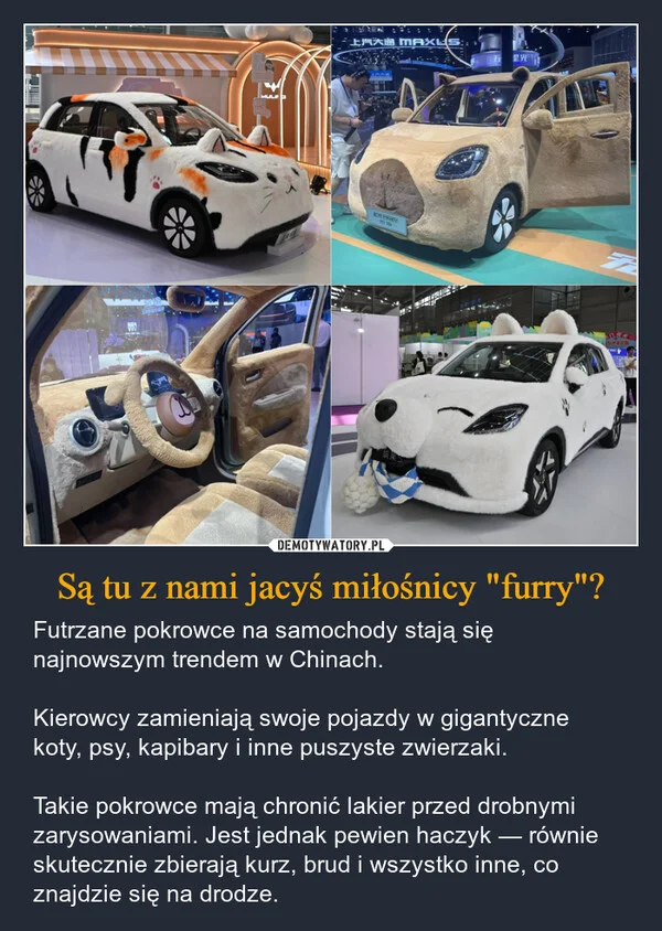 Są tu z nami jacyś miłośnicy 
