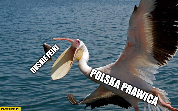 Polska prawica łyka ruskie fejki jak pelikan rybę