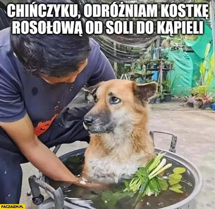 Chińczyku odróżniam kostkę rosołową od soli do kąpieli gotowany pies