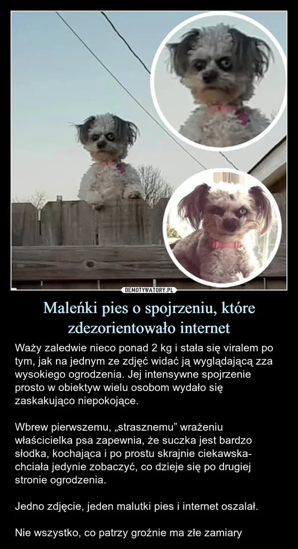 Maleńki pies o spojrzeniu, które zdezorientowało internet